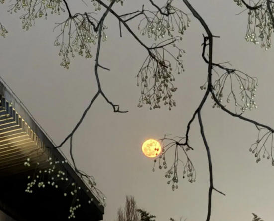 圣博馆藏 | 骏马闹元宵，藏在博物馆里的“马家军”